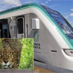 Profepa vigilará manejo de fauna en el Tren Maya