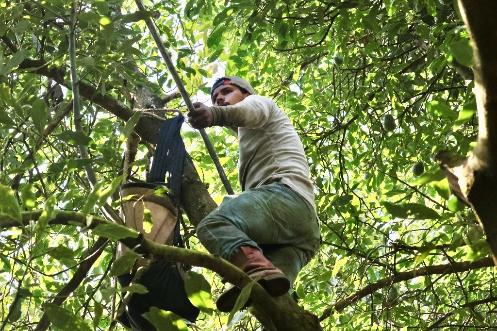 Cortadores de aguacate, sin seguridad social, utilidades ni vacaciones