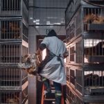 ¿Y el pollo agridulce? China frena importaciones de productos avícolas desde Brasil por caso de gripe aviar
