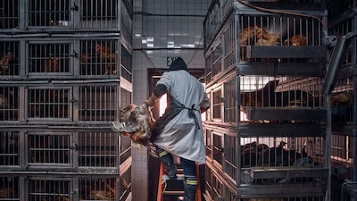 ¿Y el pollo agridulce? China frena importaciones de productos avícolas desde Brasil por caso de gripe aviar
