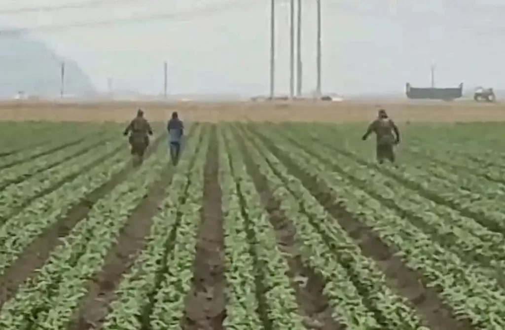 A la caza de 255 mil 700 en campos de California