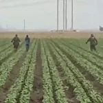 A la caza de 255 mil 700 en campos de California