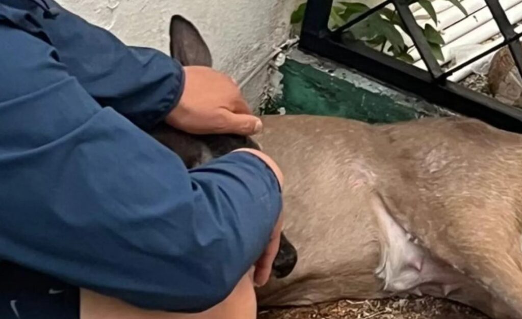 Caso Legacy en Playacar marca precedente ambiental en la Riviera Maya