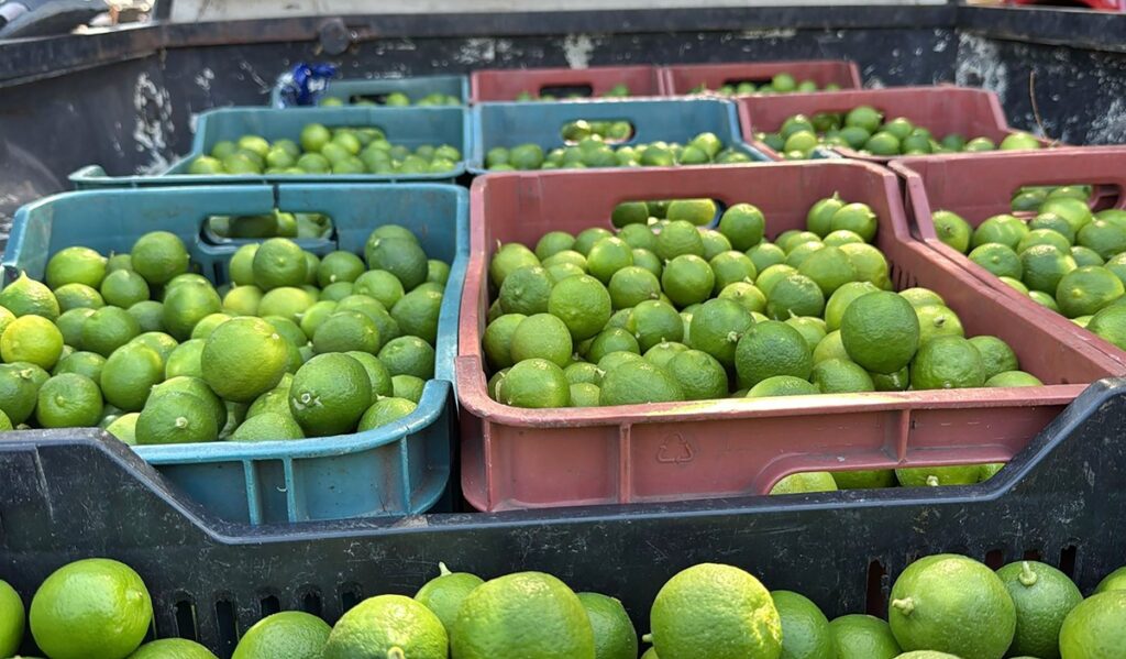 Limoneros bajo fuego productores asesinados y extorsiones en aumento en Michoacán