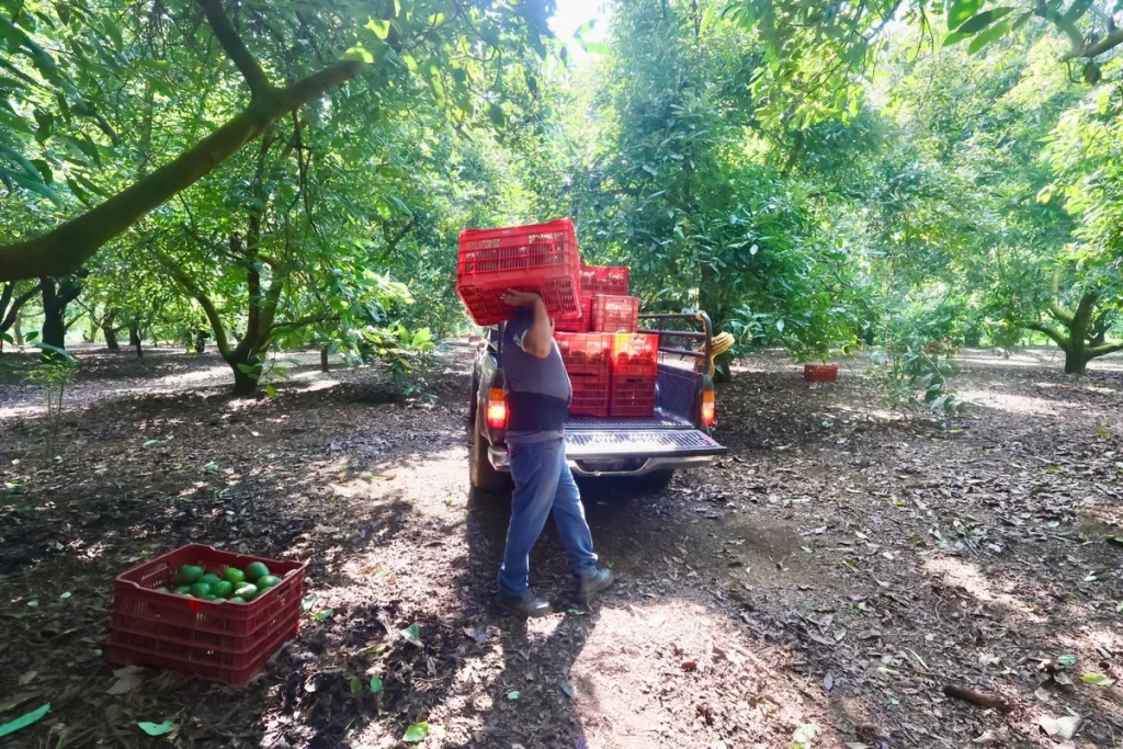 Por remesas y agroexportación Michoacán capta 10 mil millones de dólares al año