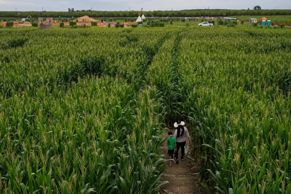 México importa cifra récord de maíz desde EU