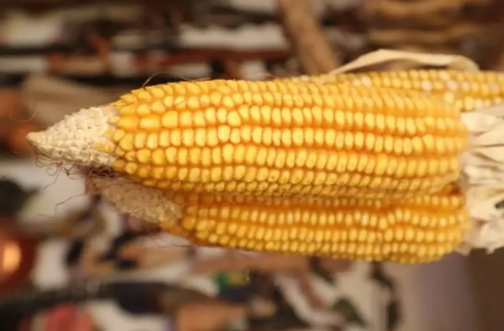 Provoca el TMEC declive del campo mexicano